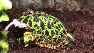 Ceratophrys ornata Male  feeding time dead adult mouse [upl. by Gillan]