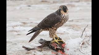 10 Facts About Peregrine Falcons [upl. by Malloy]