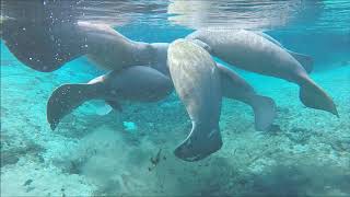 Manatees mating at Weeki Wachee [upl. by Innig]