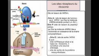 Reticulum endoplasmique [upl. by Lebasiram]