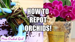 Orchid Care for Beginners  How to repot Phalaenopsis Orchids [upl. by Attwood74]