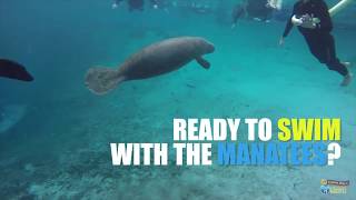 7 Fun Facts About Manatees [upl. by Allx642]