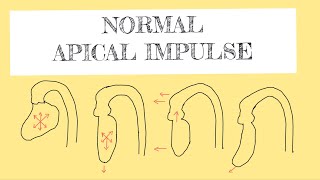 Normal apical impulse [upl. by Fiorenze]