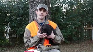 Boykin Spaniel Training 001 Introducing your Puppy [upl. by Erastus363]