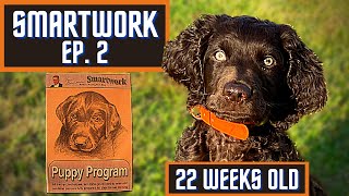 Boykin Spaniel Duck Dog Training With SMARTWORK PUPPY PROGRAM  Ep 2 [upl. by Wanonah926]