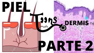 HISTOLOGÍAPIEL Parte 2 DERMIS  CAPAS DE DERMISPECASLUNARES Y COLORACIÓN DE LA PIEL MedsToons [upl. by Skippy376]