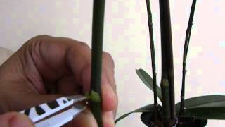 Propagating Phalaenopsis  How to apply Keiki paste [upl. by Chevy]