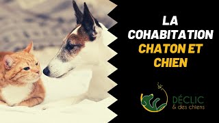 Comment faire accepter un chaton à mon chien [upl. by Noside]