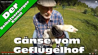 Gänse vom Geflügelhof [upl. by Warenne]