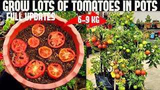 How To Grow Tomatoes At Home SEED TO HARVEST [upl. by Alasteir]