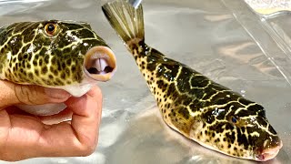 PUFFER Fish INSANELY POISONOUS Catch Clean And Cook [upl. by Anelat320]