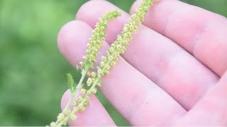 How To Identify Common Ragweed  Ambrosia artemisiifolia  Allergenic Plant [upl. by Zorana758]