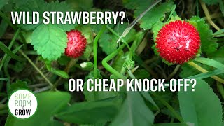 How to Identify Wild Strawberry vs Mock Strawberry [upl. by Arehsat]