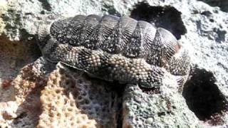 Moving Chiton Video [upl. by Ramonda]