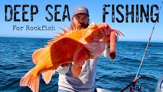 Underwater View of Catching MASSIVE Channel Islands Rockfish [upl. by Ecnatsnok]