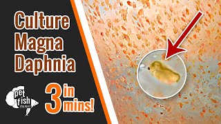 How to culture DAPHNIA MAGNA  The easy way [upl. by Holtorf901]