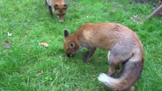 Juvenile Foxes mating [upl. by Hartmann]