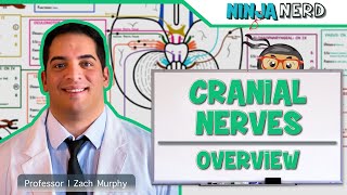 Neurology  Cranial Nerves Overview [upl. by Eenad]