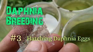 Daphnia Culture made simple and easy 3  Hatching Daphnia eggs [upl. by Spatola]