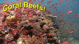 Coral Reef Biology  JONATHAN BIRDS BLUE WORLD [upl. by Eidlog80]