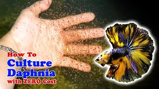 How to Culture Daphnia with ZERO Cost  Unlimited Live Food For Our Fish [upl. by Okimuy422]