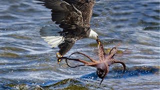 The Eagle Dies While Hunting Octopus In The Ocean [upl. by Aneela]