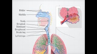Människans andningsorgan gammal [upl. by Dimitris703]