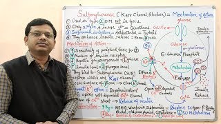 Diabetes Mellitus Part10 Mechanism of Action of Sulfonylurease  Antidiabetic Drugs  Diabetes [upl. by Ahsiuqal]