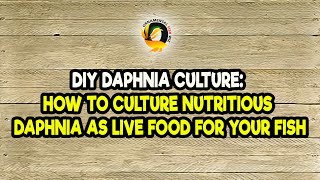 DIY Daphnia Culture How to Culture Nutritious Daphnia as Live Food for Your Fish [upl. by Singhal]