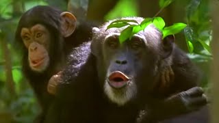 Human and Primate Relationship  Cousins  BBC Earth [upl. by Yramesor]