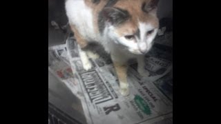 Tortured cat suffers physically while owner suffers emotionally [upl. by Hogan306]