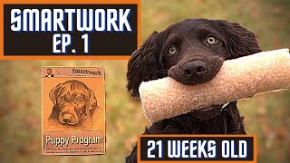 Boykin Spaniel Duck Dog Training With SMARTWORK PUPPY PROGRAM  Ep 1 [upl. by Nnylarak]