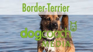 Hunderasse Lexikon  Border Terrier [upl. by Antonin]