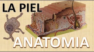 Anatomia de la Piel  Funciones  Capas de la piel [upl. by Katrine978]