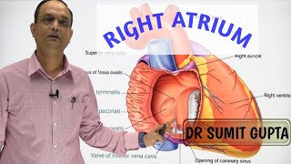 RIGHT ATRIUM OF HEART  INTERNAL FEATURES [upl. by Boote340]