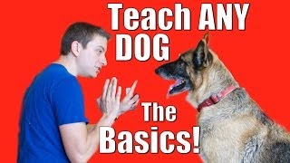 Dog Training 101 How to Train ANY DOG the Basics [upl. by Atinrev]