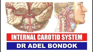 Internal Carotid System Dr Adel Bondok [upl. by Aneeuq]