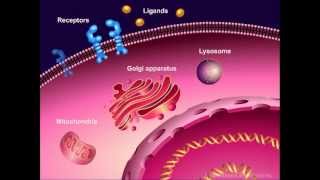 Introduction to Cancer Biology Part 1 Abnormal Signal Transduction [upl. by Ruy]