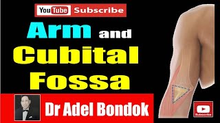 The Arm and Cubital Fossa Dr Adel Bondok Anatomy Channel [upl. by Ungley]