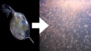 How I Culture Daphnia [upl. by Stephana]