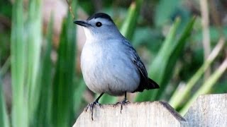 CatBird Mewing Call [upl. by Castor904]