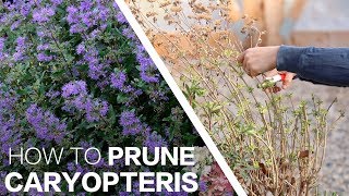 How To Prune Beyond Midnight Caryopteris [upl. by Rudin262]