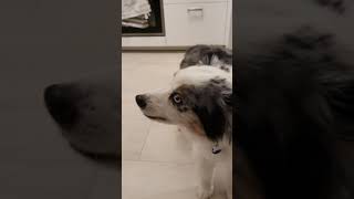 Australian Shepherd Reverse Sneezing [upl. by Nauqed500]