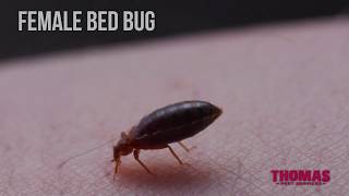 Bed Bug Bites Close Up [upl. by Tnayrb308]