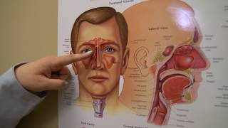 Nasal Endoscopy Procedure [upl. by Fredel]