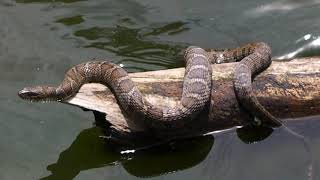 Common Water Snake [upl. by Hunley971]