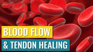 Blood Flow and Tendon Healing [upl. by Fredric161]