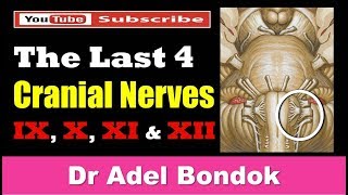 The Last 4 Cranial Nerves Dr Adel Bondok [upl. by Naivat]