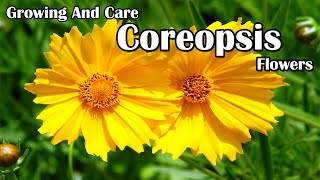 How To Grow and Care For Coreopsis Flowers [upl. by Lindberg627]