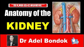 Anatomy of the Kidney Dr Adel Bondok [upl. by Granniah43]